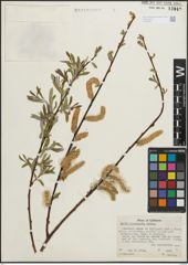 Foto von Salix lasiolepis Benth.